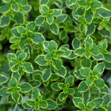 Load image into Gallery viewer, Lemon Thyme Oxymel