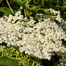 Load image into Gallery viewer, Cold & Flu Herbal Tisane