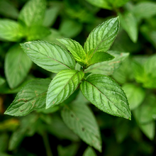 Load image into Gallery viewer, Cold & Flu Herbal Tisane