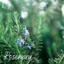 Load image into Gallery viewer, Herb Infused Body Butter