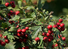 Load image into Gallery viewer, Hawthorn Berry Herbal Tincture