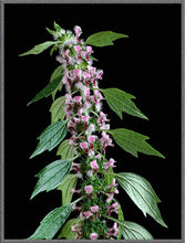Load image into Gallery viewer, Motherwort Herbal Tincture