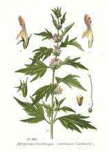 Load image into Gallery viewer, Motherwort Herbal Tincture