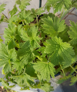 Motherwort Herbal Tincture