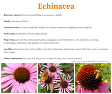 Load image into Gallery viewer, Echinacea Tincture