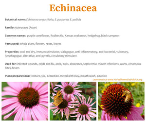 Echinacea Tincture