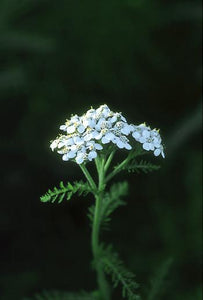 Yarrow Tincture