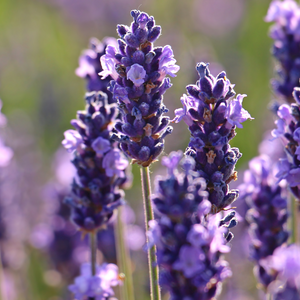 Lavender Finishing Oil