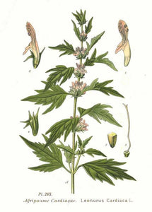 Motherwort Herbal Tincture