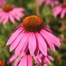 Load image into Gallery viewer, Echinacea Tincture