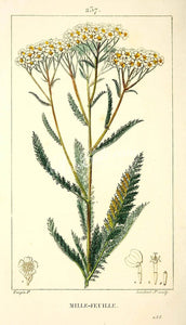 Yarrow Tincture